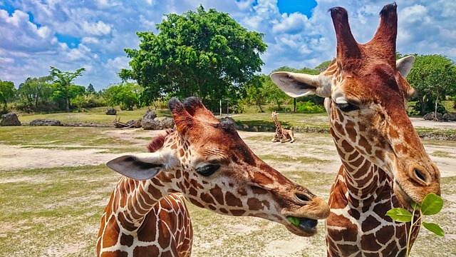 Giraffes eating leaves at Zoo Miami